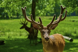 A stag with antlers looks into the camera, surrounded by nature in summer, red deer (Cervus
