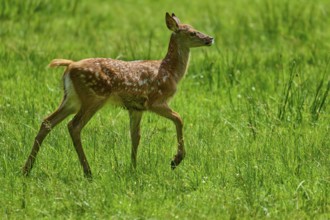 Fawn running playfully and full of joy across the summer meadow, expression of freedom, red deer
