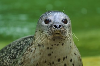 Seal head above water surface, harbour seal (Phoca vitulina), Schleswig-Holstein, Germany