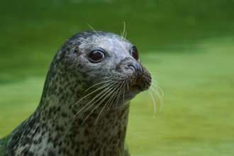 Curious seal in the water, harbour seal (Phoca vitulina), Schleswig-Holstein, Germany