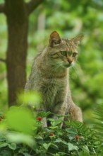 A wildcat sits concentrated in the greenery of the forest and observes its surroundings, Wildcat
