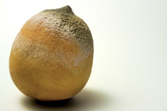 Lemon with mold covering parts of its skin, showing decay and spoilage