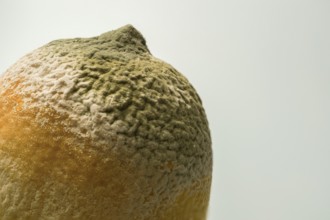 Lemon covered with green and white mold, demonstrating decay process