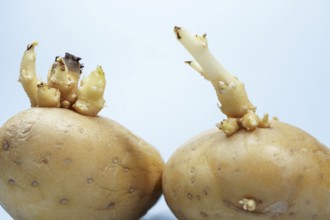 Potatoes developing sprouts, indicating new life and the start of germination