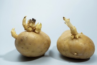 Sprouting potatoes developing shoots and roots on light background