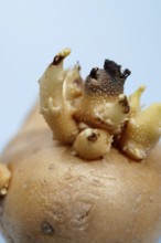 Potato showing sprouts, representing new life, growth, and the agricultural cycle