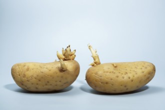 Potatoes germinating against a light blue background, representing new beginnings