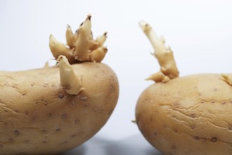 Potatoes sprouting new shoots showing plant growth and germination process