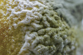 Mold and fungus growing on a decaying lemon fruit surface, showing decomposition