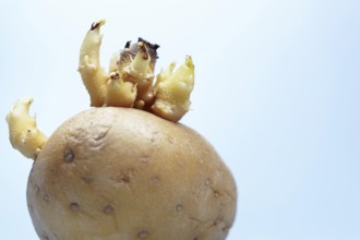 Potato growing new sprouts against a light blue background