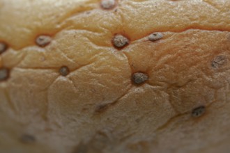 Macro photography of a Wrinkled Potato skin showing decay and texture close-up