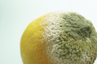 Lemon shows extensive mold growth, representing food waste and decomposition