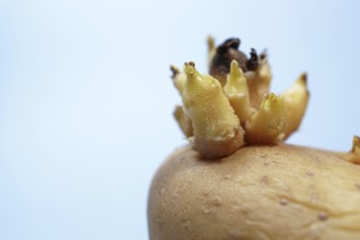 Potato tuber showing new sprouts emerging, symbolizing growth and agriculture