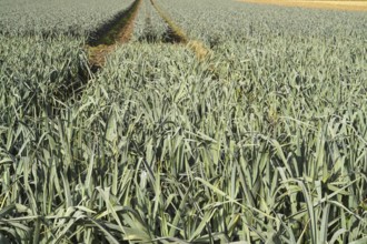 Vibrant leek field in borken, germany with visible tractor tracks leading through crops