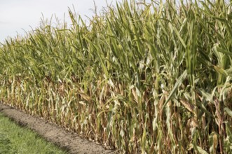 Dense cornfield growing beside a dirt path in borken, north-rhine-westphalia, germany