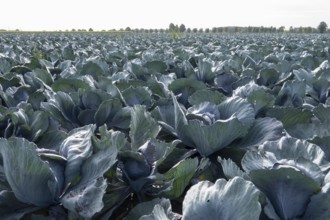 Wide view of lush cabbage plants growing in an agricultural field in borken, germany