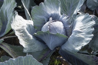 Vibrant red cabbage plant with broad green leaves growing in borken, germany