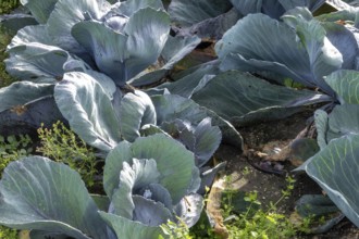 Large leafy cabbage plants thriving under sunlight in a garden in north-rhine-westphalia