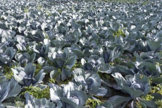 Wide view of cabbage plants growing in neat rows on farmland in borken, germany