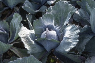 Fresh purple cabbage head surrounded by large green leaves in a cultivated field