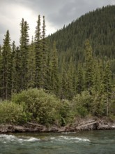 Lush greenery with the Elbow River flowing beside a dense forest under an overcast sky within Bragg