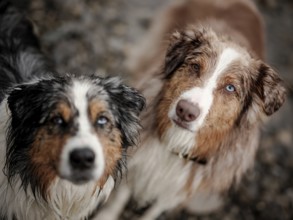 Two dogs, a Blue Merle, left and Red Merle Australian Shepherd (Canis Lupus Familiaris) with