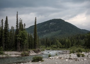 The Elbow River flows through a forest with towering evergreens and distant mountains within Bragg