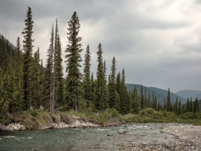 Serene river scene of the Elbow River surrounded by trees and mountains under an overcast sky