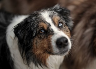 Close-up of a Blue Merle Australian Shepherd (Canis Lupus Familiaris) dog with blue eyes and wet