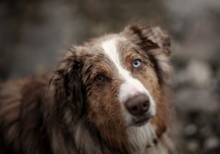 Close-up of an Red Merle Australian Shepherd (Canis Lupus Familiaris) dog with heterochromia eyes