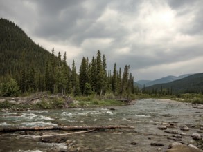 The Elbow River flowing through a forested mountain landscape under an overcast sky within Bragg