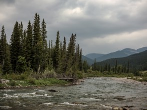 The Elbow River winds through a forest beneath towering evergreens and distant mountains within