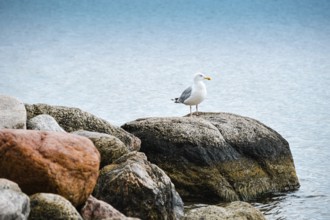 Seagull by the sea in Niendorf, Timmendorfer Strand, Schleswig-Holstein, Germany