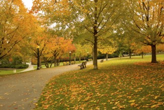 Serene park scene with a pathway covered in colorful autumn leaves in Ottawa, Ontario, Canada,