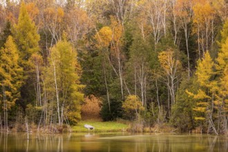 Bright autumn forest with a small pond and colorful reflections in Ottawa, Ontario, Canada, North