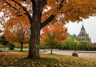 Big autumn tree with colorful leaves, set against the backdrop of the Canadian Parliament Building,