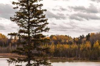 A tall pine tree stands before an autumn forest by a lake with cloudy skies in Ottawa, Ontario,