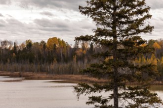 A lone pine tree by a lake with an autumn forest under a cloudy sky in Ottawa, Ontario, Canada,
