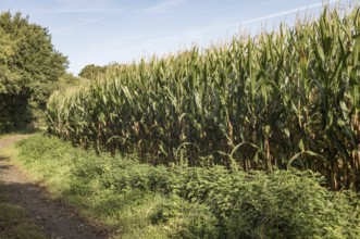 Borken, NRW, Germany, Corn maize crop plants growing in a green field with a dirt path under a blue
