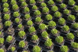 Borken, NRW, Germany, Green plants growing in seedling pots at nursery