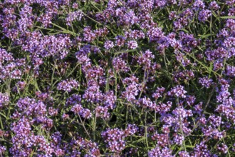 Borken, NRW, Germany, Purple verbena bonariensis plants are blooming, creating a natural floral