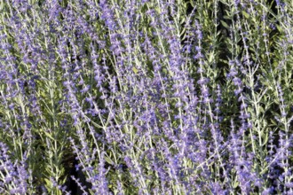 Borken, NRW, Germany, Russian sage flowers create a beautiful purple and green floral background