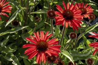 Borken, NRW, Germany, Red coneflower blossoms with green foliage thriving in bright sunlight