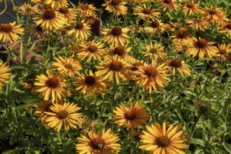 Borken, NRW, Germany, Coneflowers blooming in a garden, showing vibrant yellow petals and green