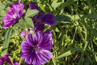 Borken, NRW, Germany, Purple mallow flowers blooming, showing delicate petals and green foliage in