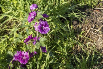 Borken, NRW, Germany, Common mallow plant showing purple flowers among green foliage in springtime