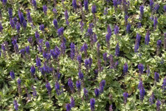 Borken, NRW, Germany, Salvia plants featuring purple flower spikes and green leaves covering a
