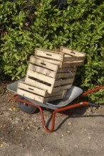 Borken, NRW, Germany, Wheelbarrow transporting stacked wooden crates for gardening work and fresh