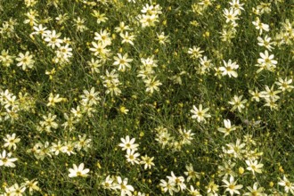 Borken, NRW, Germany, Yellow coreopsis flowers densely covering a vibrant green meadow