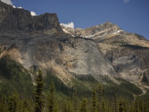 Rocky cliffs of the Canadian Rocky Mountains, tower over a vibrant green forest with a clear sky as